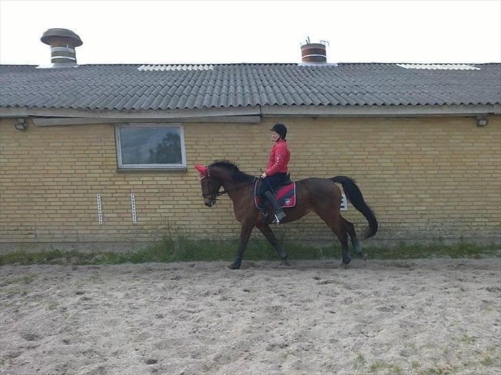 Anden særlig race Lindhovedgårdens Mona billede 7