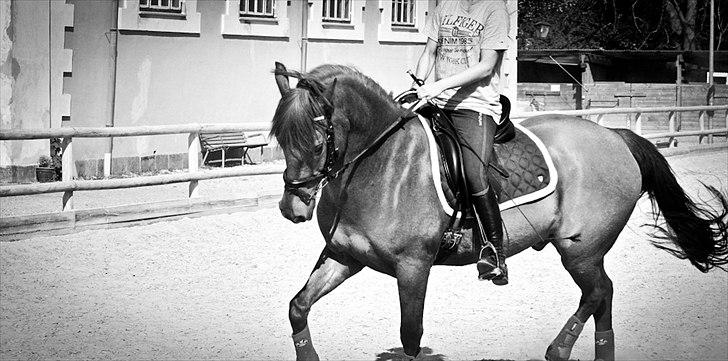 Hollandsk Sportspony Amazing Amigo *B-pony*  - Amigo er tilsalg  billede 1