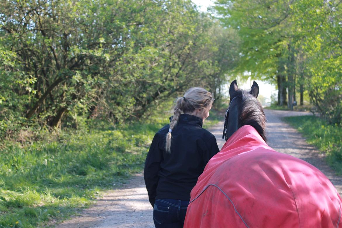 Hollandsk Sportspony Egano. - Tak for besøget :-) 
 - Taget af Signe. billede 20
