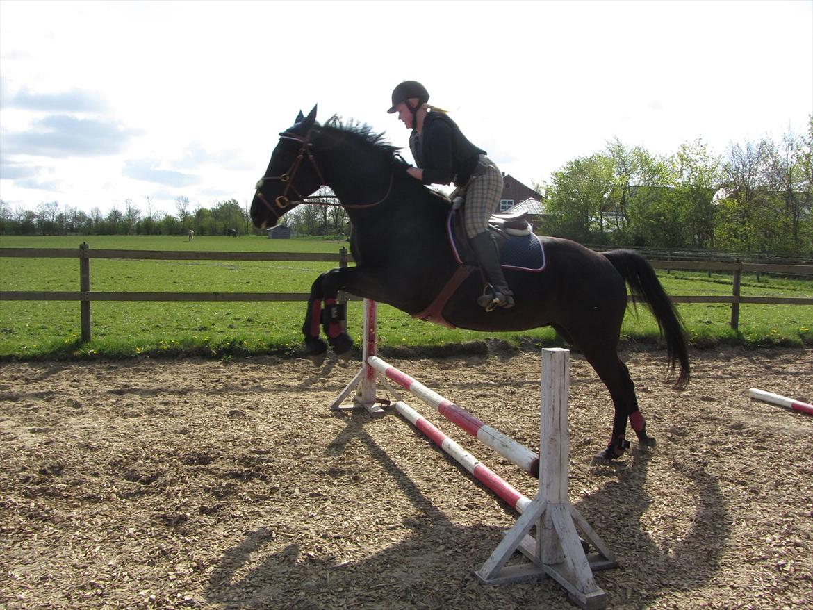 Dansk Varmblod Bomgårdens Black Pearl - Anden gang hun springer hos mig :) billede 16
