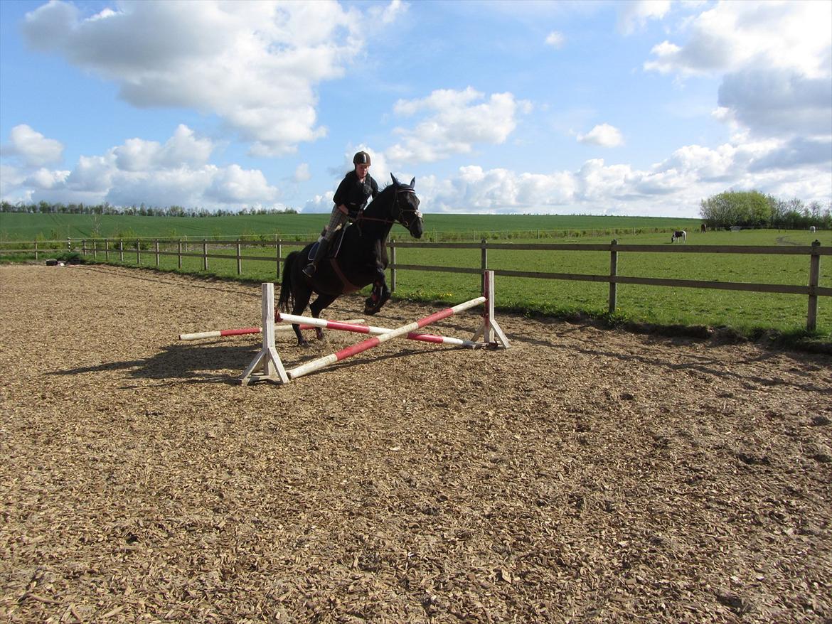 Dansk Varmblod Bomgårdens Black Pearl - Min lille stjerne kan da også springe lidt. billede 3