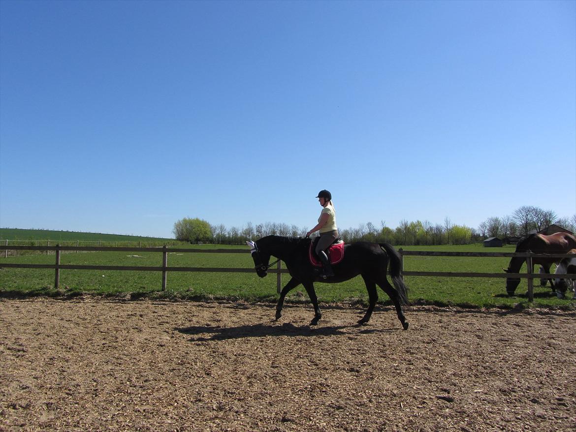 Dansk Varmblod Bomgårdens Black Pearl - mig og Pearl billede 17