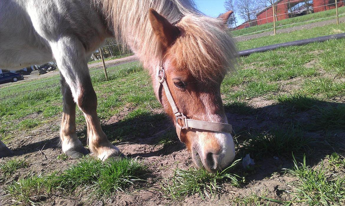 Anden særlig race Ismile billede 1