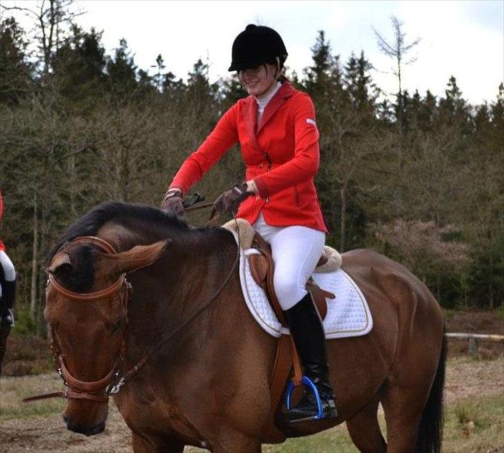 Dansk Varmblod FACIUS - *Facius efter en heftig rystetur til jagt, fordi der var en myg som irriterede ham. Skøre hest! <3 *Fotograf: Louises lillebror :) billede 20