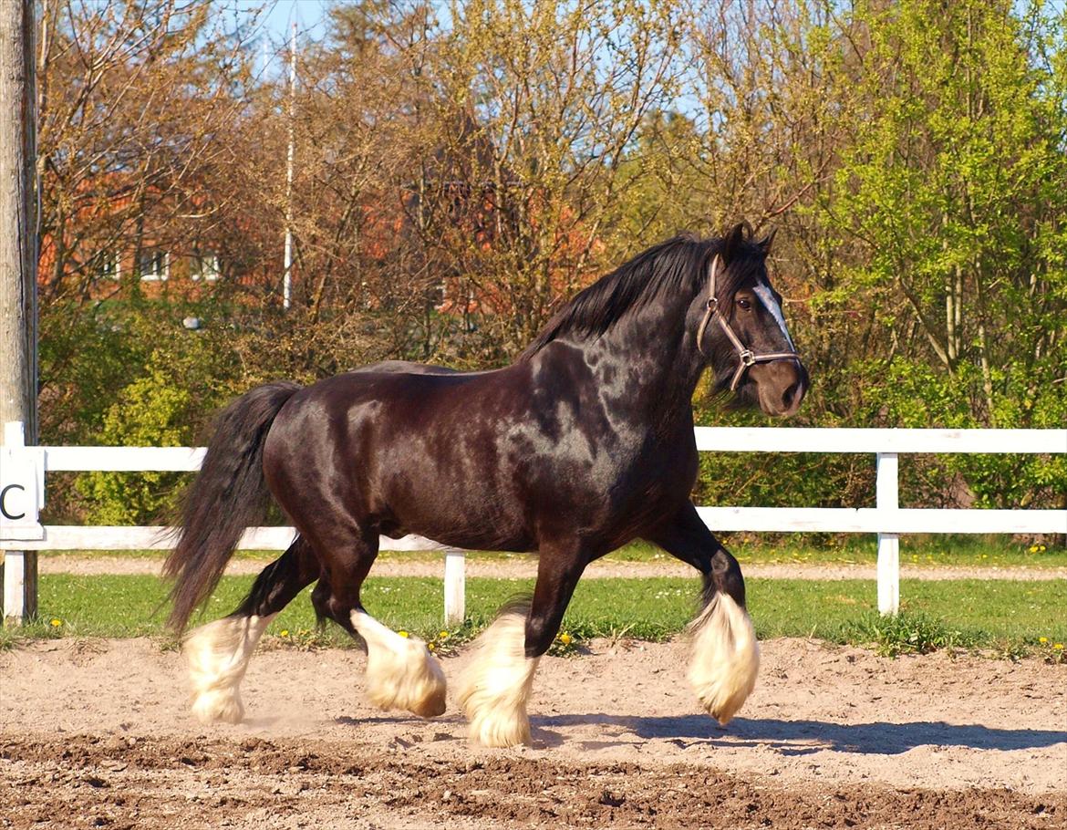 Tinker Logan  - Velkommen til Logans profil :) billede 1