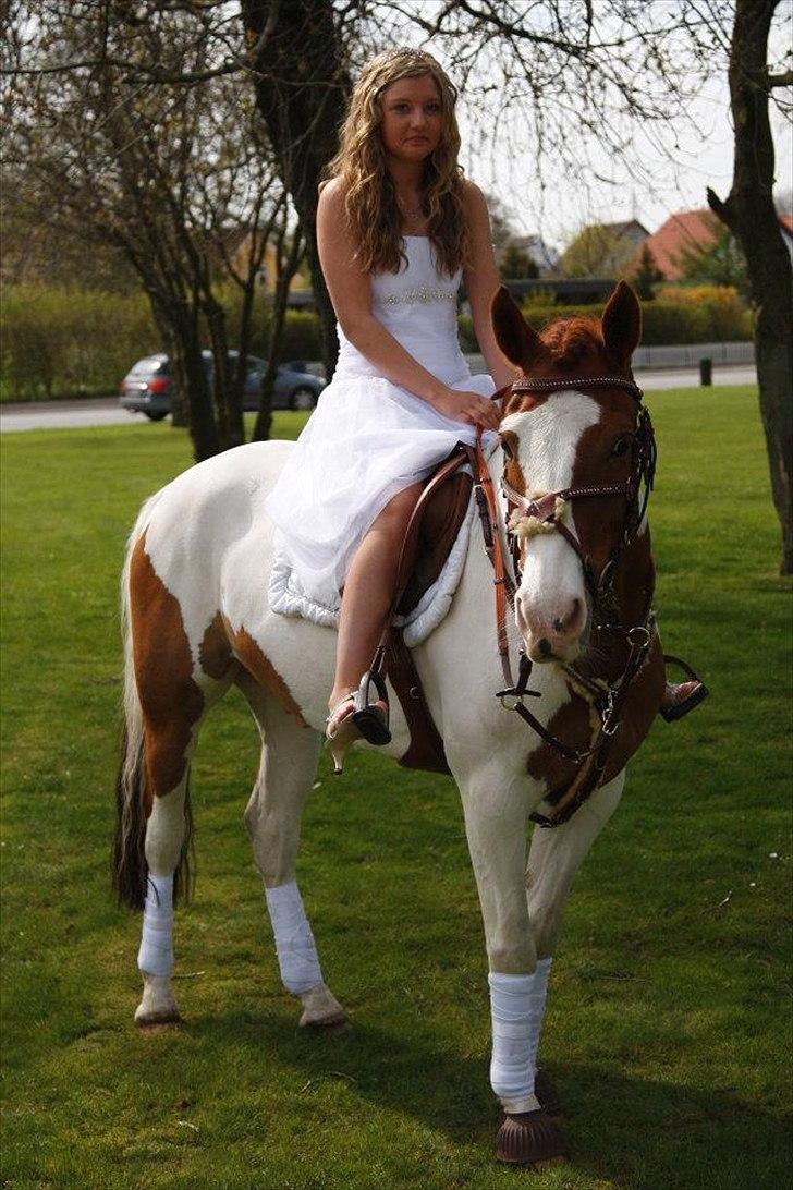 Hollandsk Sportspony Zwier - 2 maj 2012 - bedste dag i mit liv! Og selvfølgelig kom verdens bedste pony op til kirken! :-)) billede 7