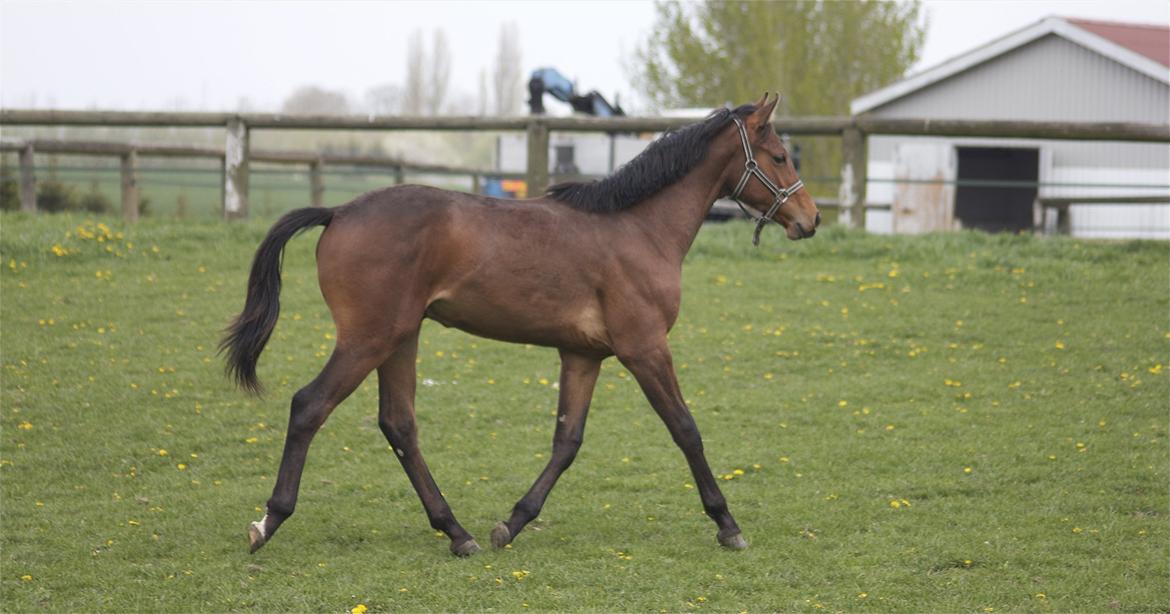 Dansk Varmblod Ringsgaards geni - Geni på folden Maj 2012 billede 21