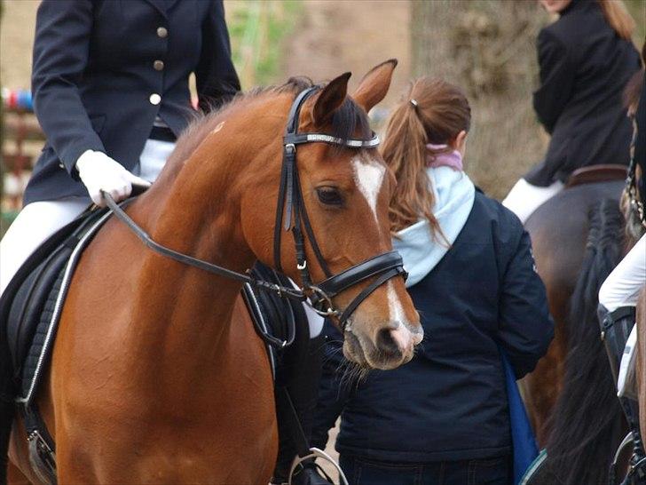 Arabisk fuldblod (OX) Markus OX *SOLGT* Soulmate - VELKOMMEN, til Markus profil!
nysgerrig pony, første stævne i lang tid.. ;) stævne på EGE.

forår 2012 billede 1