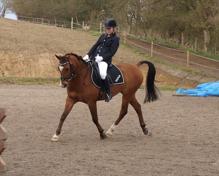 Arabisk fuldblod (OX) Markus OX *SOLGT* Soulmate - første stævne sammen, opvarmning.
stævne EGE, LC2. billede 7