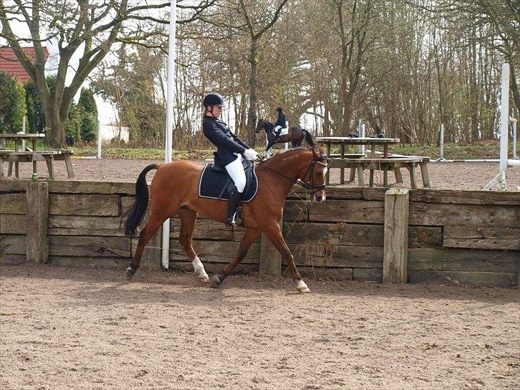 Arabisk fuldblod (OX) Markus OX *SOLGT* Soulmate - ved godt jeg læner mig alt for langt tilbage, men han er ret svær og sidde på, så jeg synes det er bedre at læne sige mega meget tilbage end frem.. ;) 
Stævne, EGE, LC2. billede 3