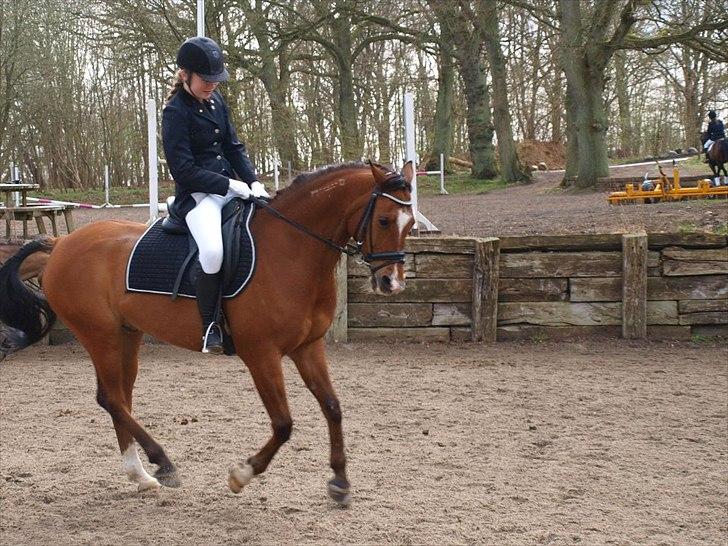 Arabisk fuldblod (OX) Markus OX *SOLGT* Soulmate - gallop på bassen.
Stævne: EGE, LC2.
foår 2012 billede 15