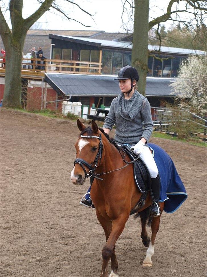 Arabisk fuldblod (OX) Markus OX *SOLGT* Soulmate - forår 2012 billede 17