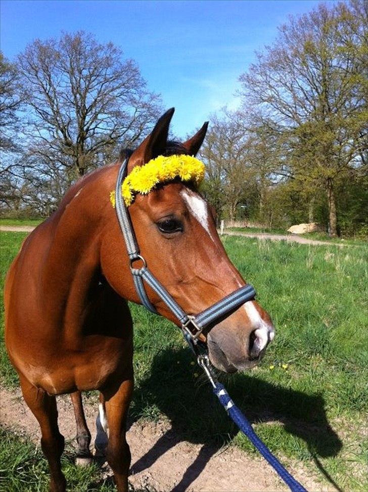 Arabisk fuldblod (OX) Markus OX *SOLGT* Soulmate - den bedste pony man kunne ønske sig.
forår 2010 billede 4