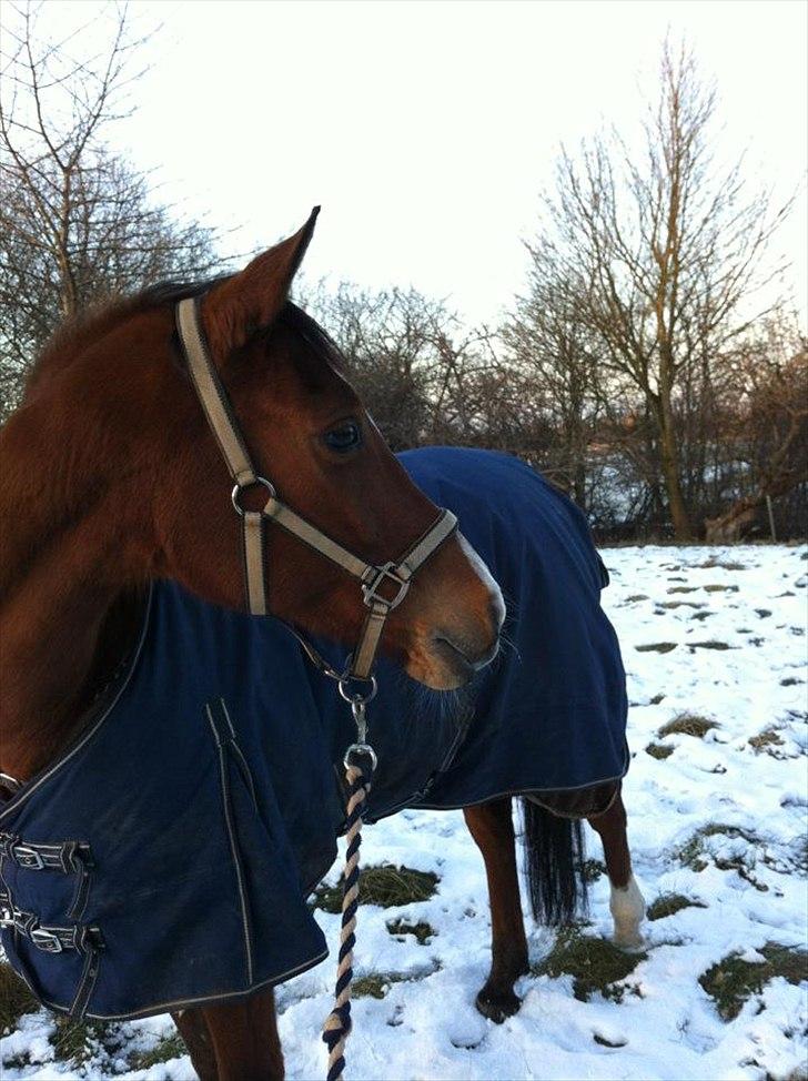 Arabisk fuldblod (OX) Markus OX *SOLGT* Soulmate - en dag med ren hygge, og en lang gå-tur!   billede 18