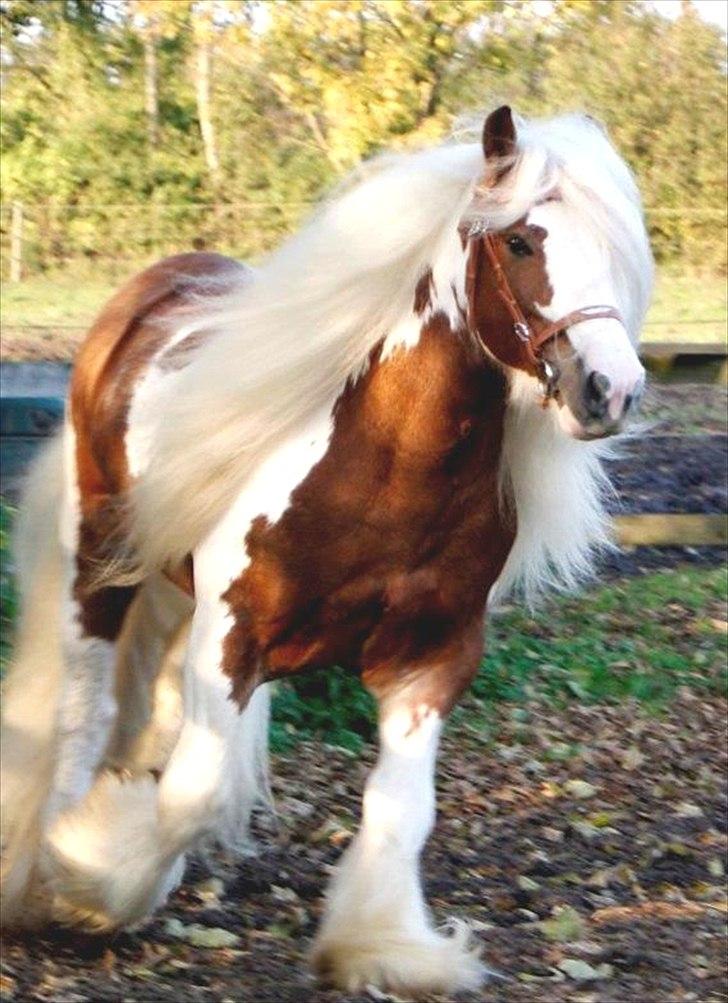 Irish Cob Spirit Of Romany Vanner - Chopin - Spirits far billede 7