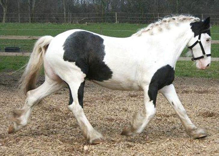 Irish Cob Spirit Of Romany Vanner - Diablo - Spirits mor billede 13