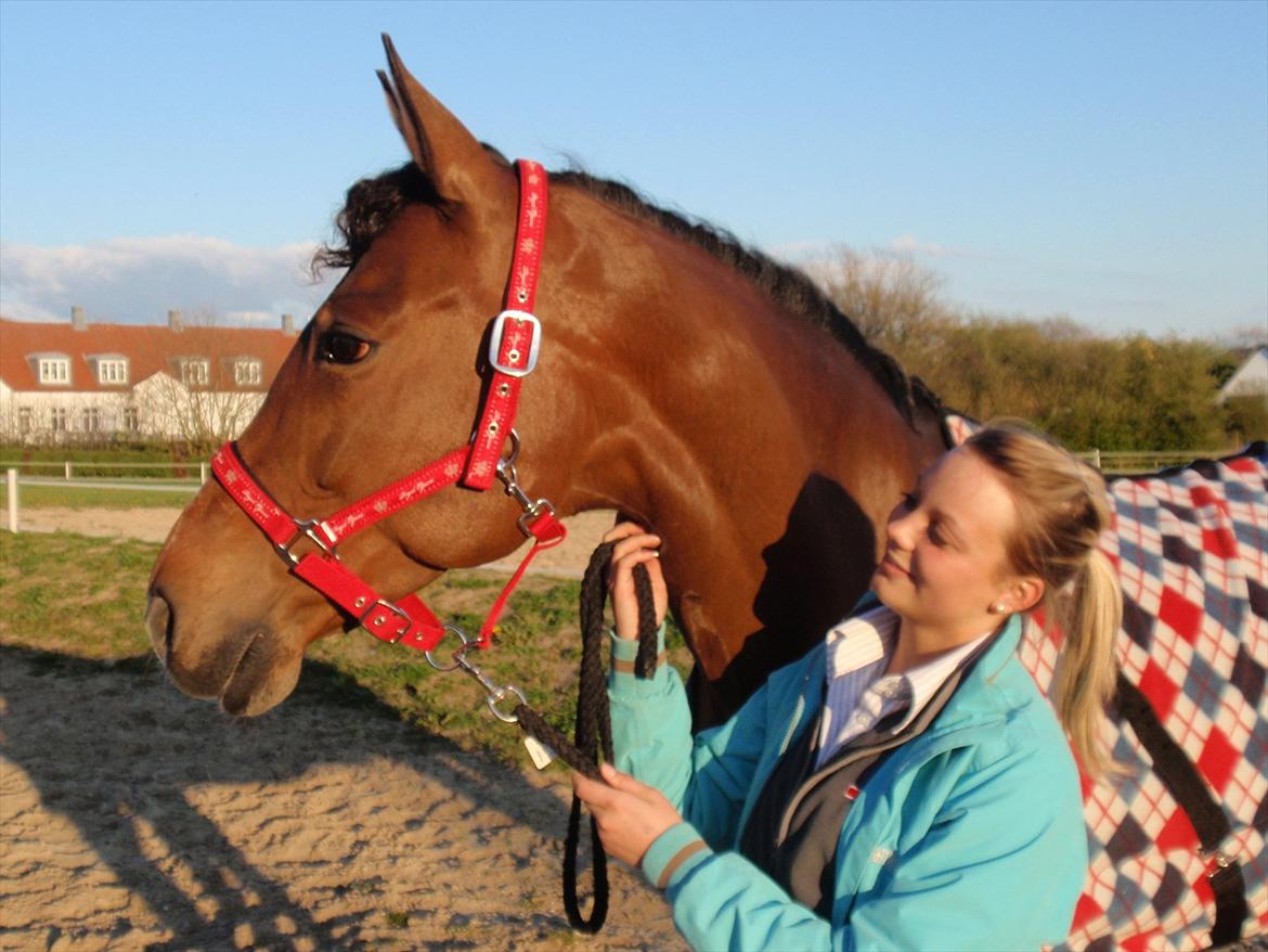 Dansk Varmblod Møllgårds Miss World Himmelhest - Fårs hygge d. 7 maj 2012 <3  billede 11