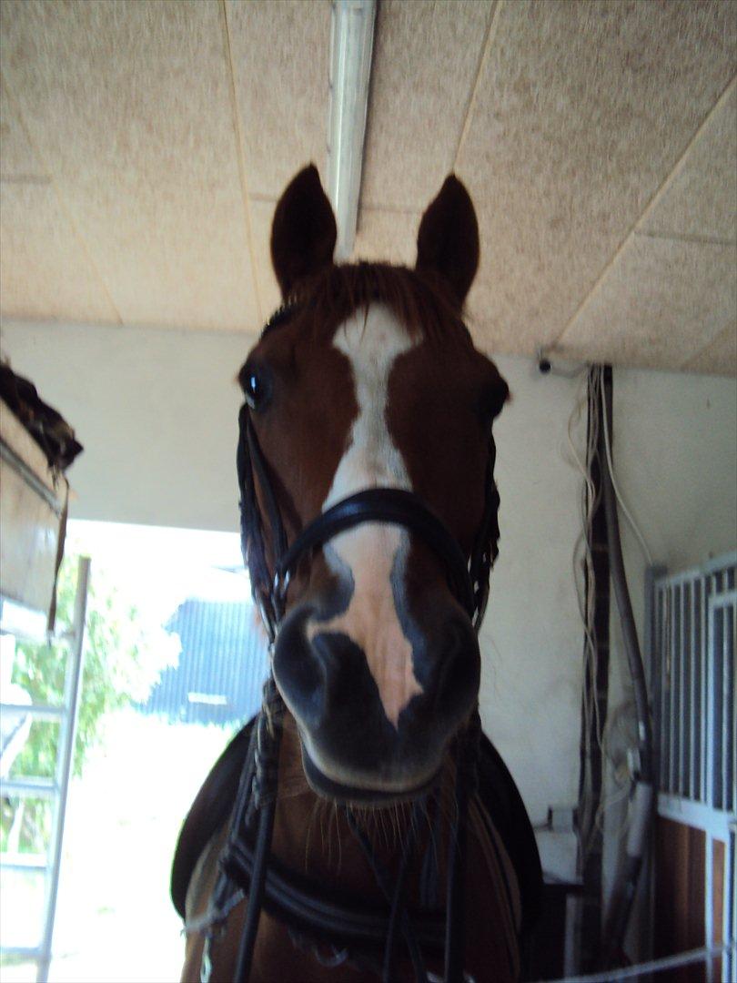 Anden særlig race Corrado - Min Corrado-banan :P billede 18