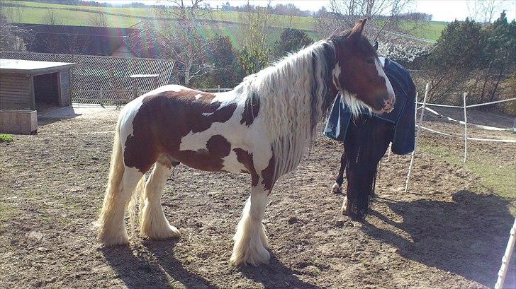 Irish Cob Holm´s Silas of Picasso - april 2012 billede 17