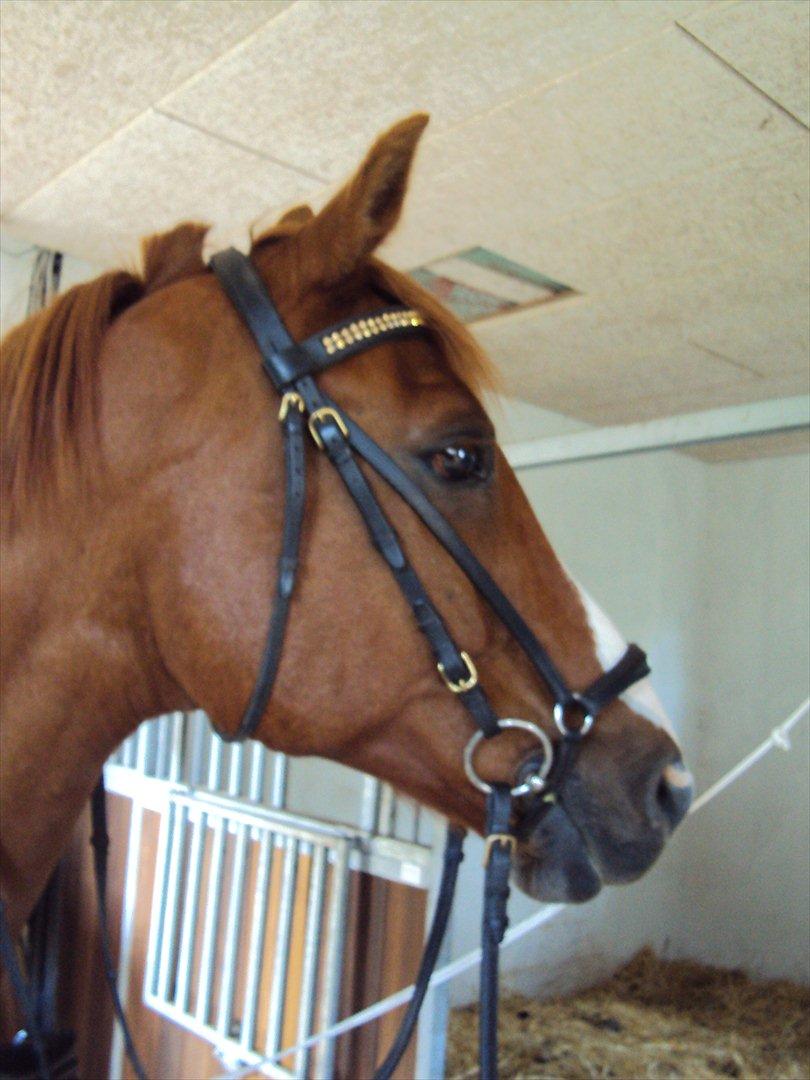 Anden særlig race Corrado - Corrado i love you <3 billede 19