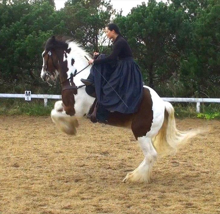 Irish Cob Holm´s Silas of Picasso - stejl i damesadel billede 18