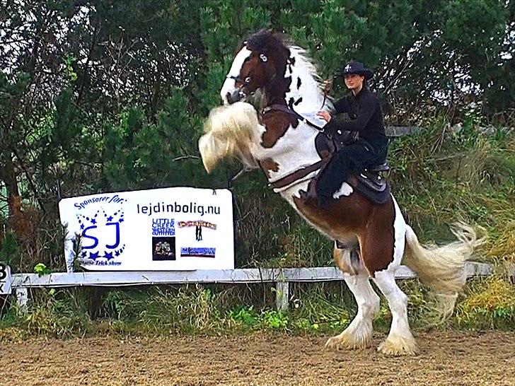 Irish Cob Holm´s Silas of Picasso - stejl - med sponsorflag billede 19