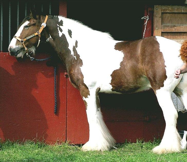 Irish Cob Holm´s Silas of Picasso - store hestedag 2011 billede 1