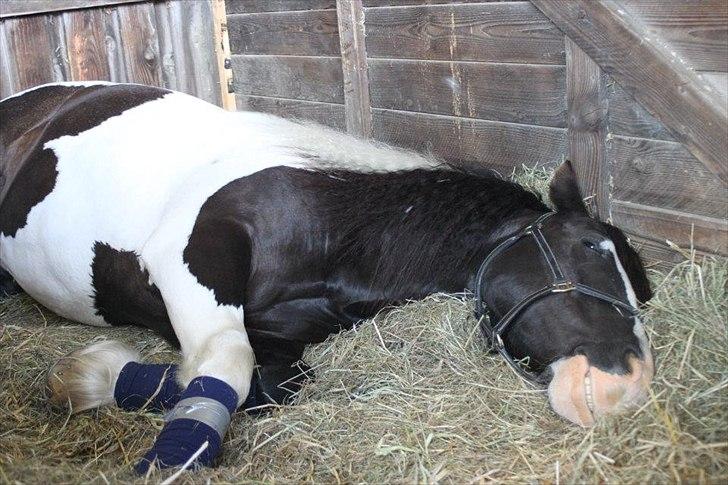 Irish Cob Robin Ó Reily   <<SOLGT>> billede 19