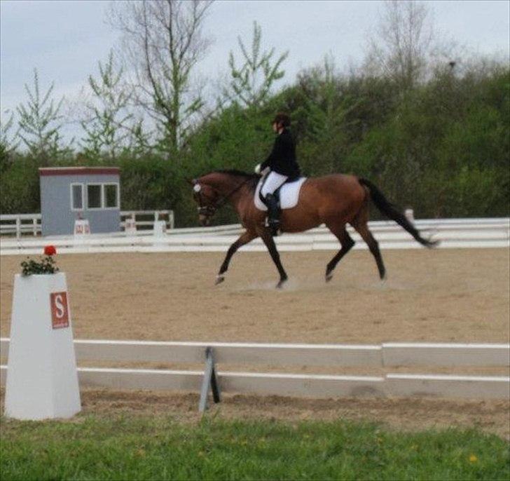 Dansk Varmblod Møllgårds Miss World Himmelhest - Stævne i Hjallerup d.4-5-12 Red LB2 og LA1.  billede 13