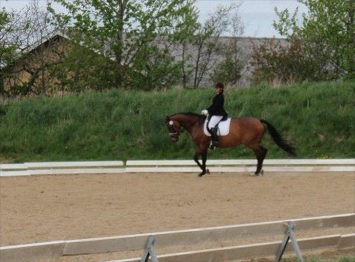 Dansk Varmblod Møllgårds Miss World Himmelhest - Stævne i Hjallerup d.4-5-12 Red LB2 og LA1 <3  billede 20