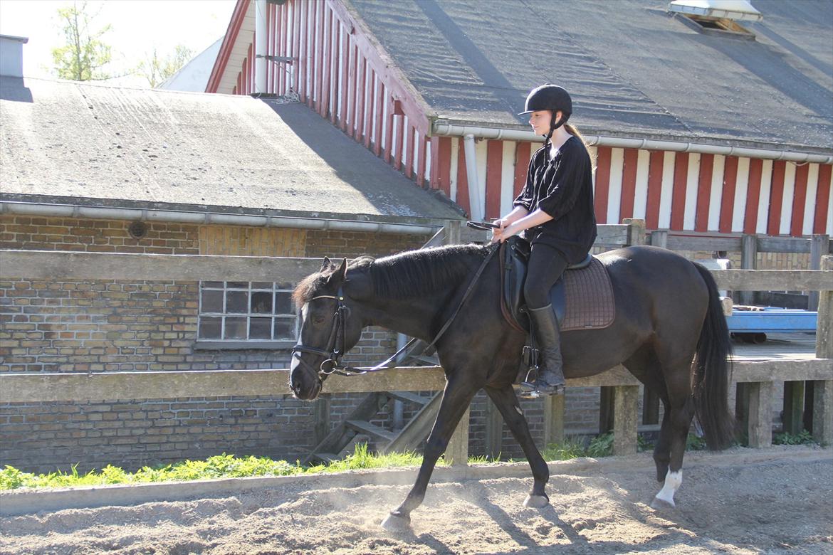 DSP Toftekildes Nelly - Skridter af efter dressur.. :D billede 9