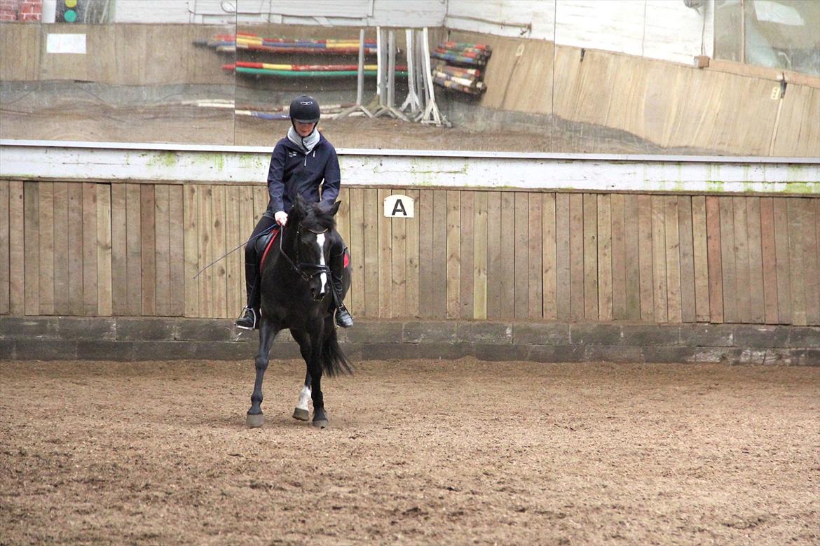 DSP Toftekildes Nelly - Schenkel vigning :D trav billede 11