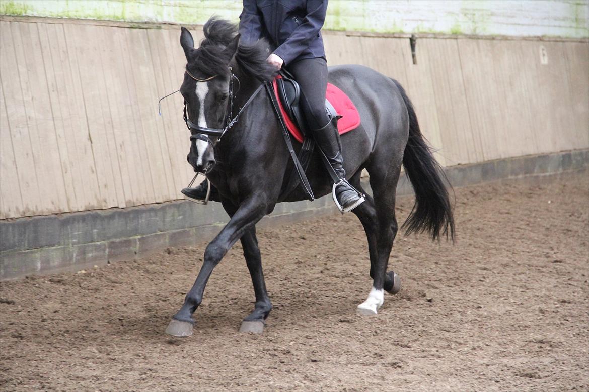 DSP Toftekildes Nelly - galop :D billede 12