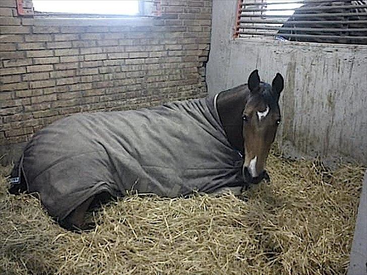 Tysk Oldenburger Caldata - Tøsen sover længe:o) billede 6