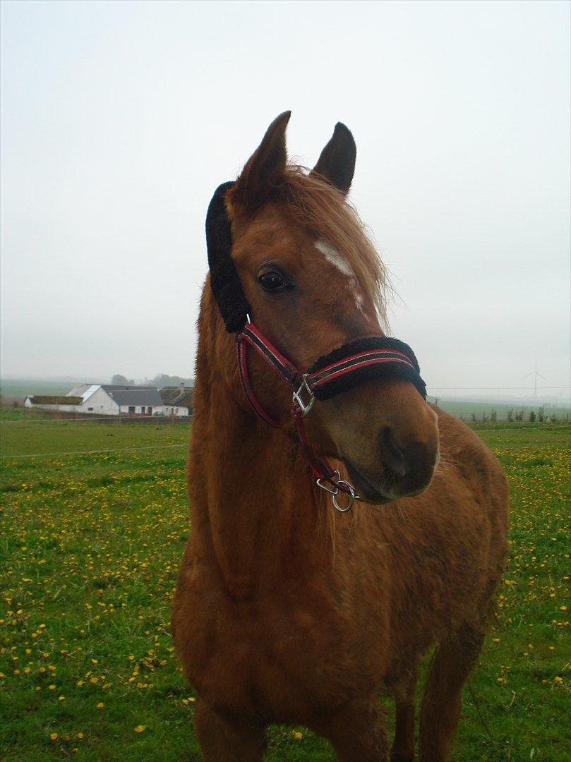 Anden særlig race Smukke Tika billede 1