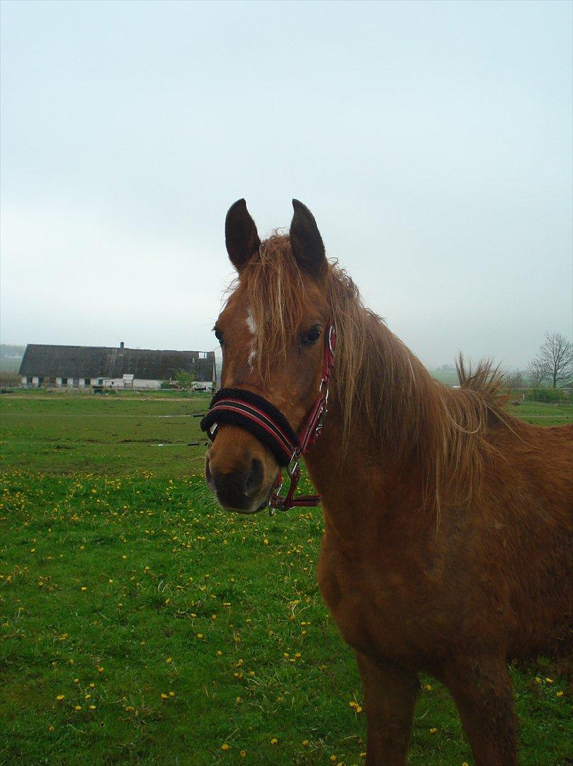 Anden særlig race Smukke Tika billede 2