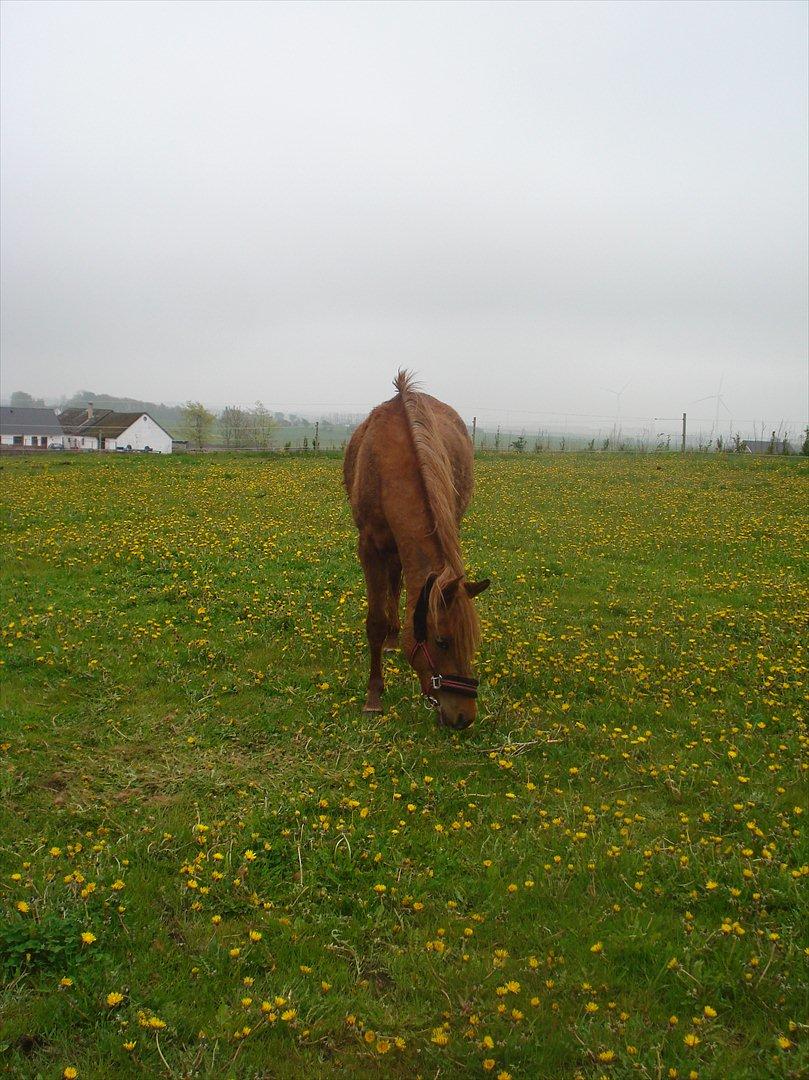 Anden særlig race Smukke Tika billede 3