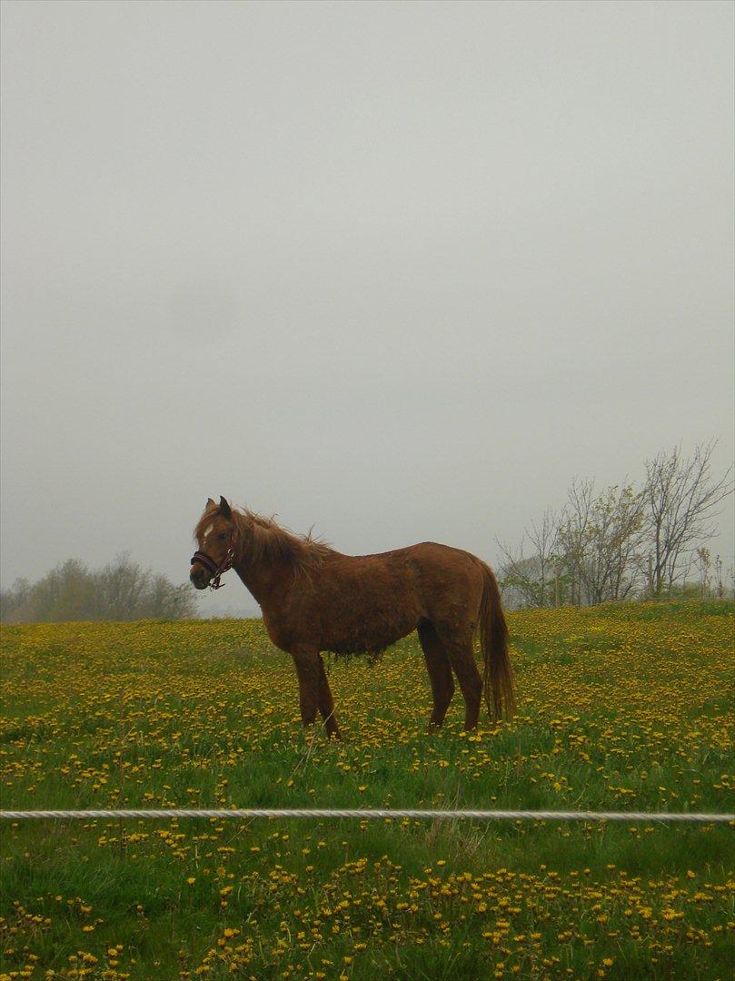 Anden særlig race Smukke Tika billede 4