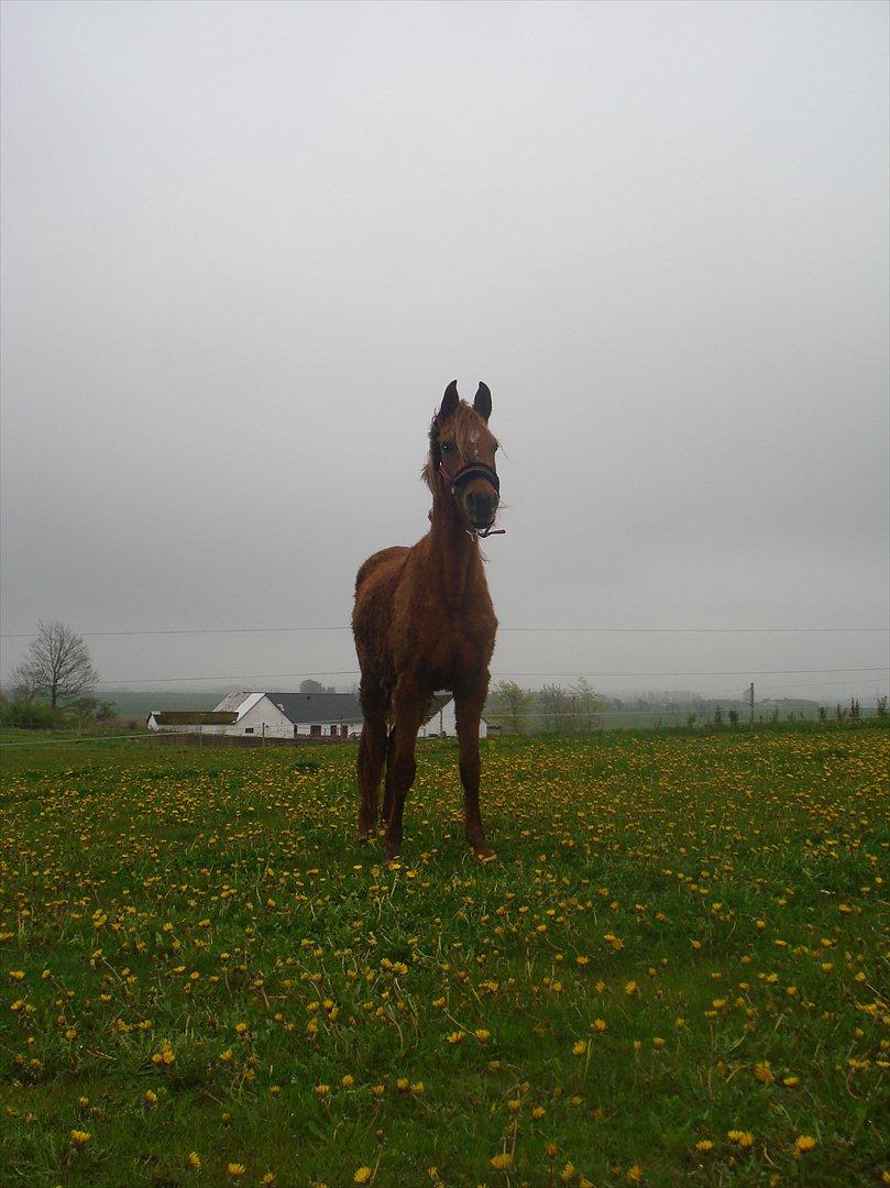 Anden særlig race Smukke Tika billede 5