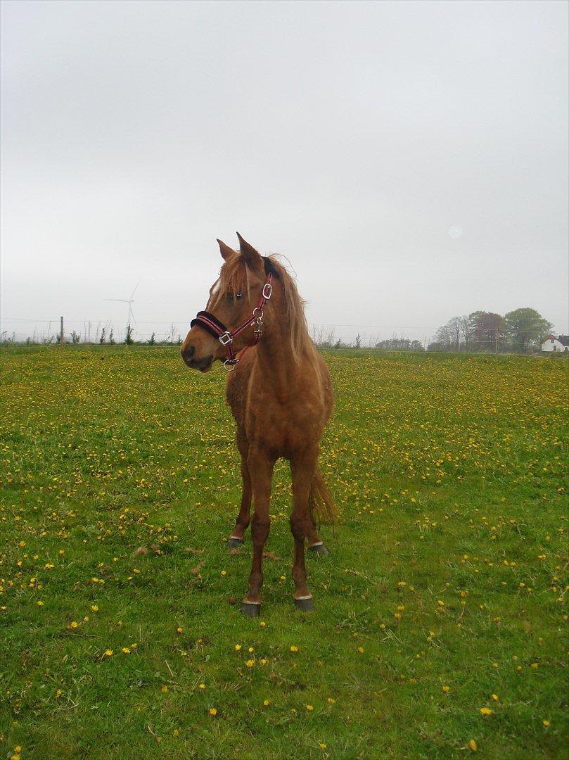 Anden særlig race Smukke Tika billede 6