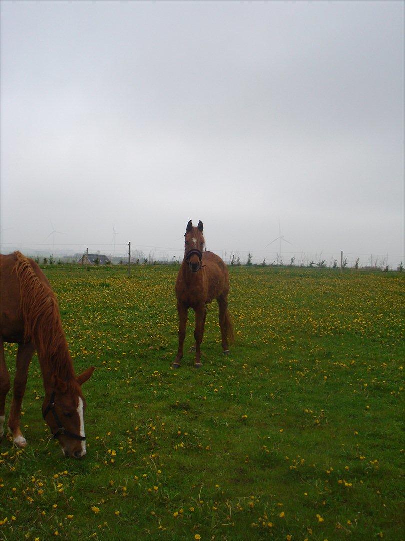 Anden særlig race Smukke Tika billede 7