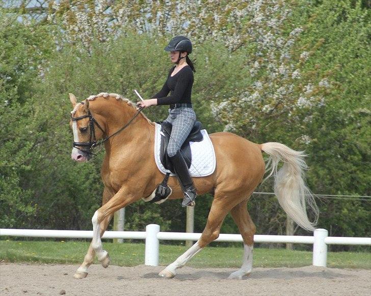 Palomino Shulay Gold Fever*AVLSHINGST* - Dressurtræning d. 8. maj 2012, Foto: Karins Foto billede 33