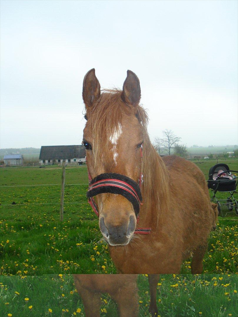 Anden særlig race Smukke Tika billede 8