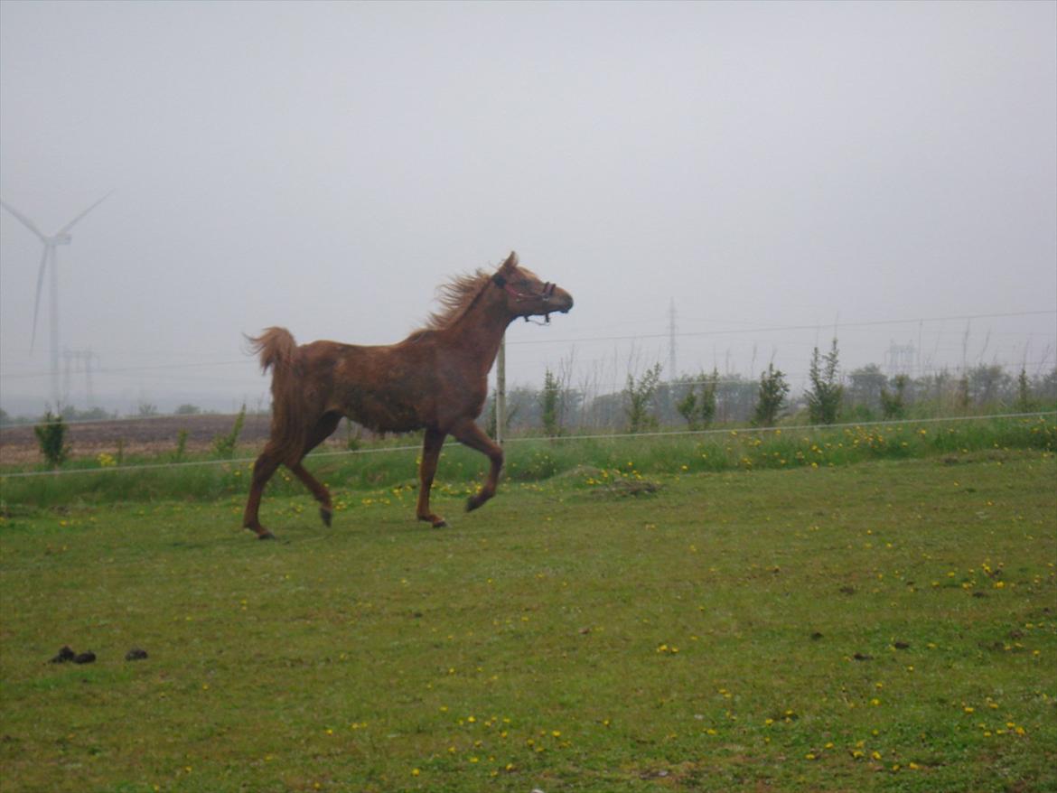 Anden særlig race Smukke Tika billede 9