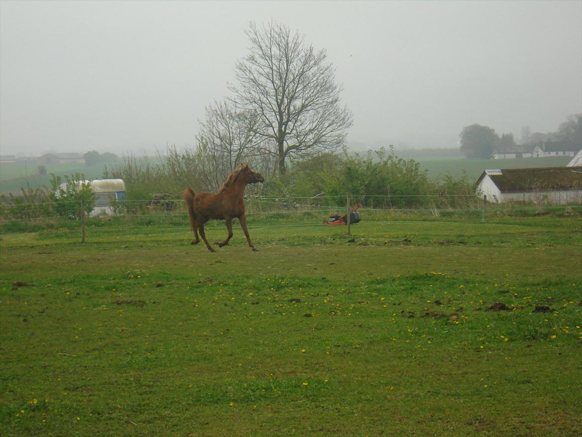 Anden særlig race Smukke Tika billede 10