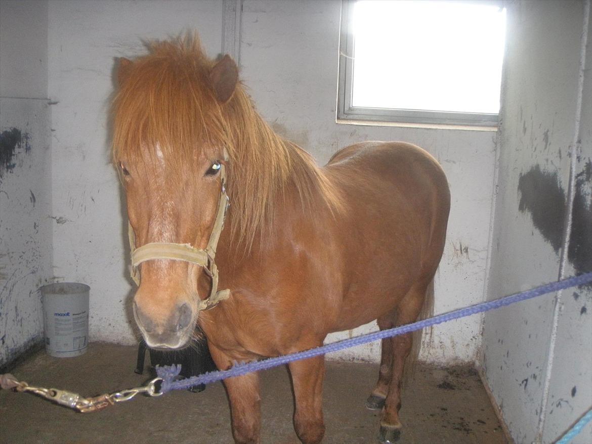 Islænder BLOSSI FLINTERUP - 2010
*Redigeret* billede 17