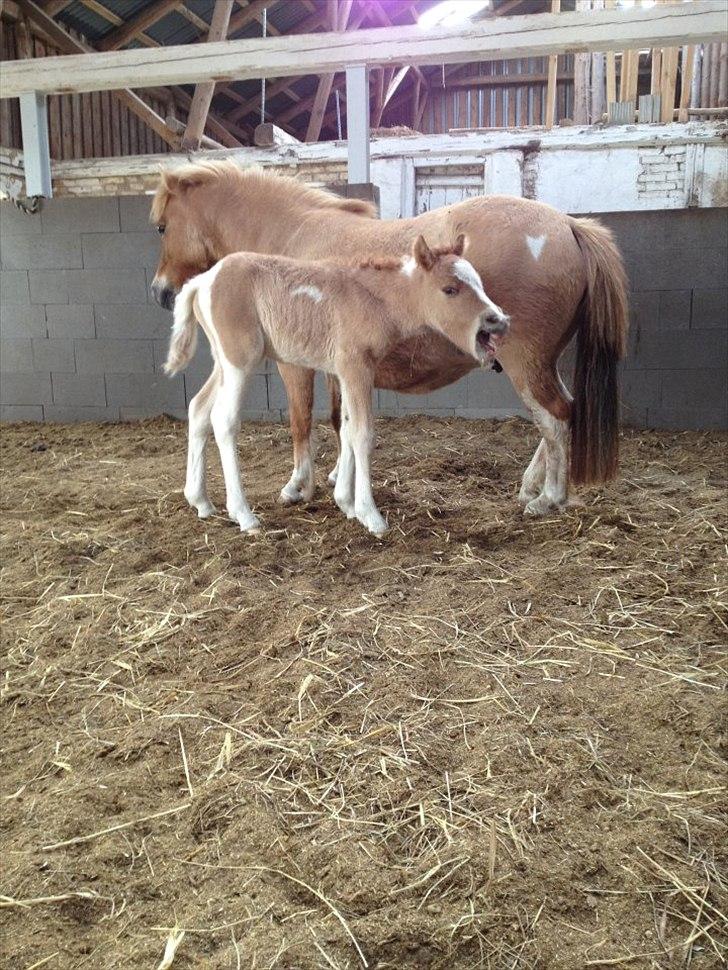 Pinto Baileys af Brovang **BROVANG** SOLGT ! - Her kan man se at snuske har et hjerte på numsen og Baileys har en måne på maven <3 billede 2