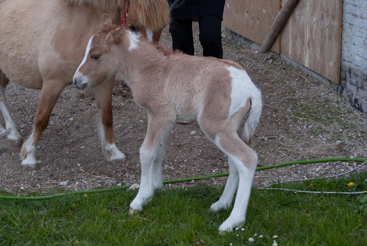 Pinto Baileys af Brovang **BROVANG** SOLGT ! - Du er altså bare charmerende Baileys :D
 billede 3
