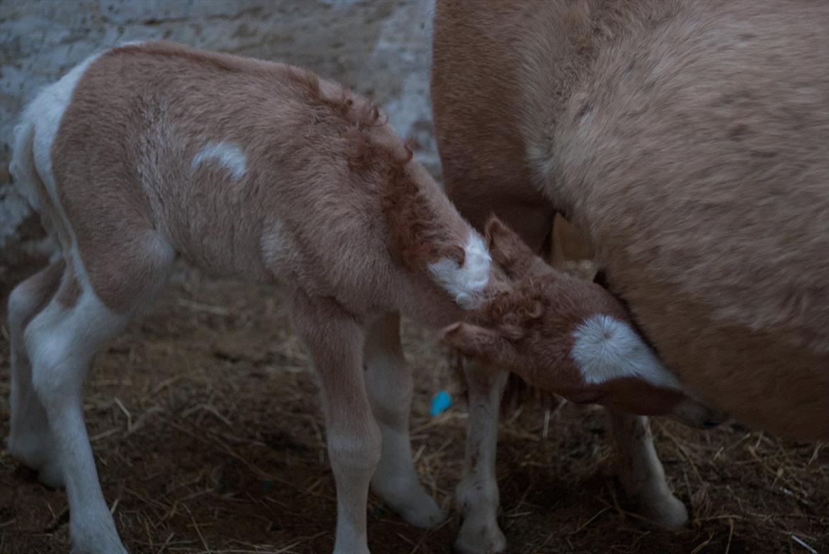 Pinto Baileys af Brovang **BROVANG** SOLGT ! - Spisetid, skal bare lige finde mad boden ;D billede 4