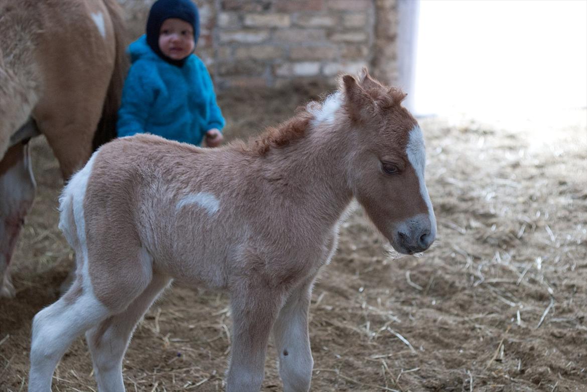 Pinto Baileys af Brovang **BROVANG** SOLGT ! - Børne venlig fra starten af :) billede 5